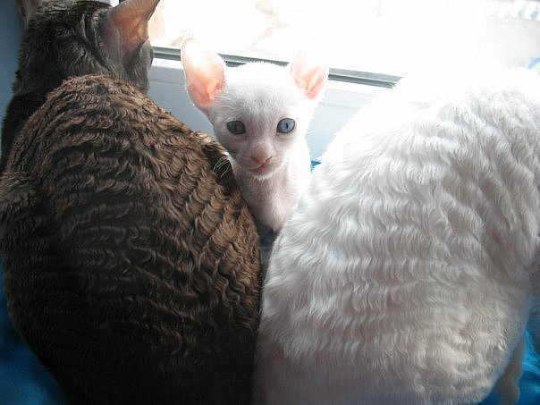 Корниш-рекс: описание породы, характер