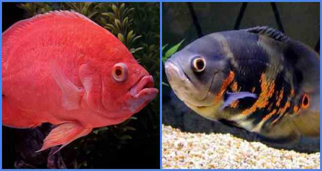 кровавый и укороченный