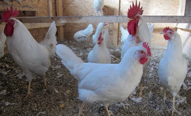 Домашние яичные куры