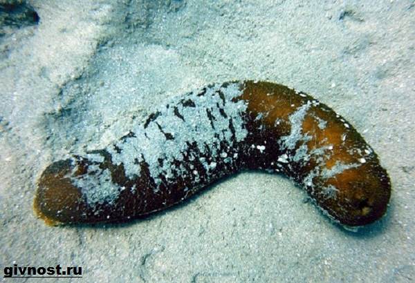 Морской-огурец-Образ-жизни-и-среда-обитания-морского-огурца-10