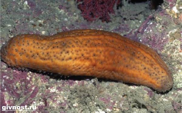 Морской-огурец-Образ-жизни-и-среда-обитания-морского-огурца-9