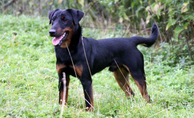 Немецкий ягдетерьер на фото