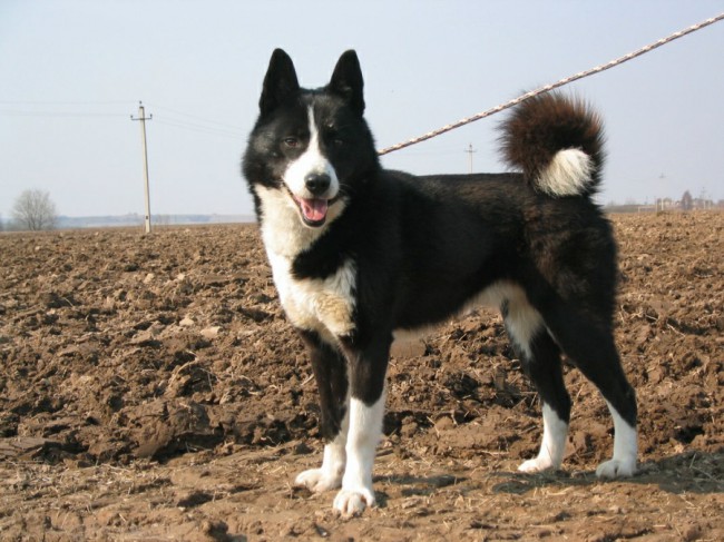 Фото русско-европейской лайки