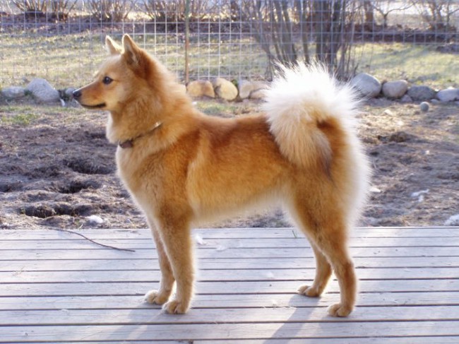 Изображение финского наконечника