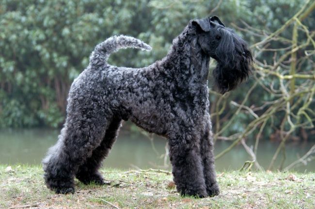 Керри-блю-терьер - фото
