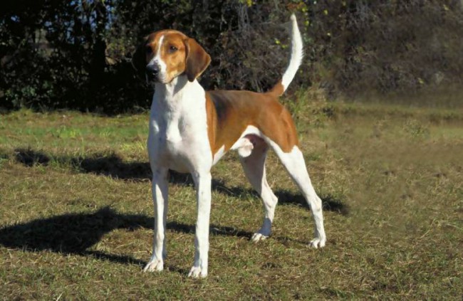 Фоксхаунд картинка