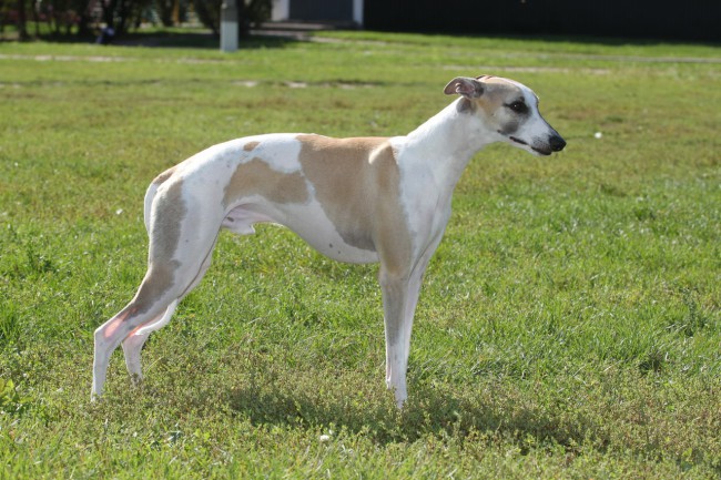 Взбитое изображение