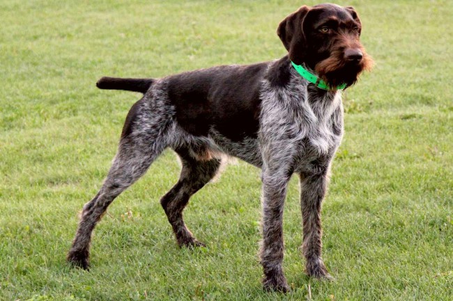 Изображение немецкого дратаара