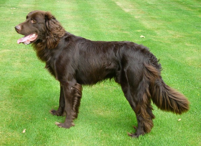 Немецкая длинношерстная фотография