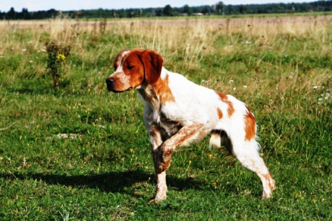 Фото бретонского спаниеля
