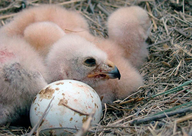 Самки степного луня примерно месяц высиживают яйца
