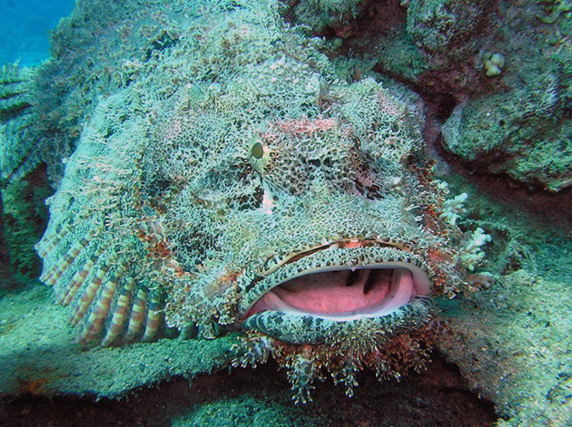 Рыба-камень или бородавчатка Рыба-камень или бородавчатка