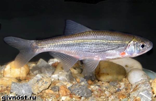 Рыбы-Красная книга-Россия-10