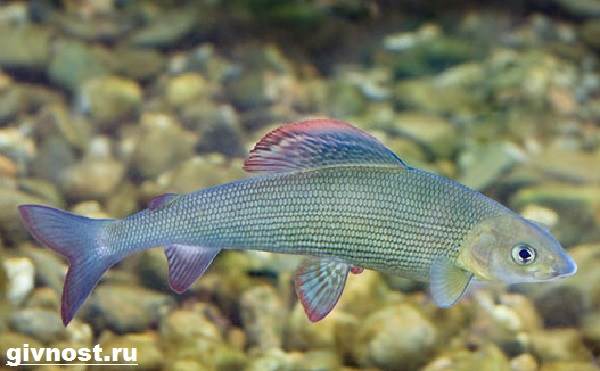 Рыбы-Красная Книга-Россия-11