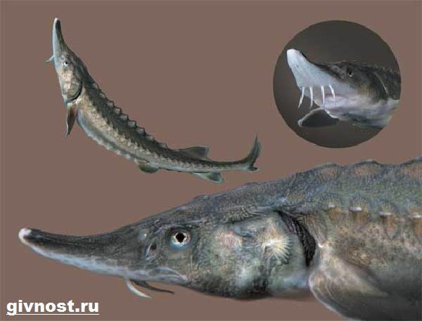 Рыбы-Красная книга-Россия-12