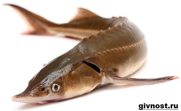 Рыбы-Красной-книги-России-2