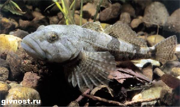 Рыбы-Красная книга-Россия-3