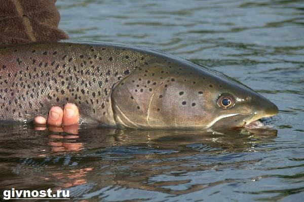 Рыбы-Красная книга-Россия-4