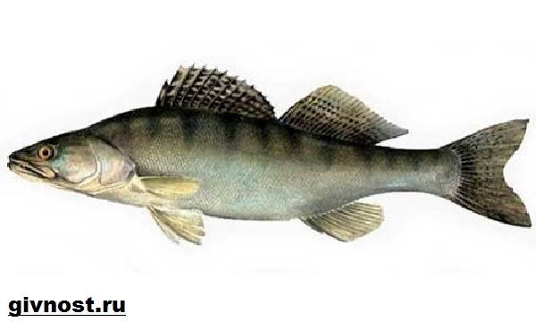 Рыбы-Красная книга-Россия-5