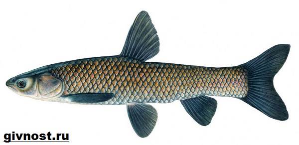 Рыбы-Красная книга-Россия-6