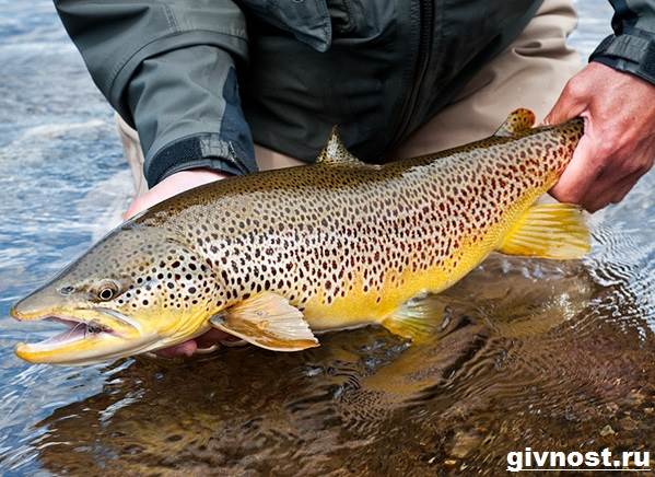 Рыбы-Красная Книга-Россия-7