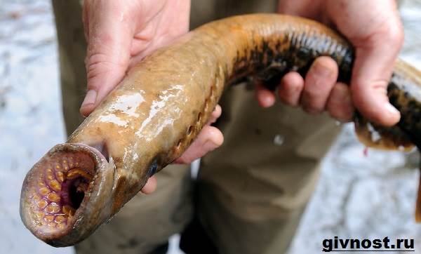 Рыбы-Красная книга-Россия-8