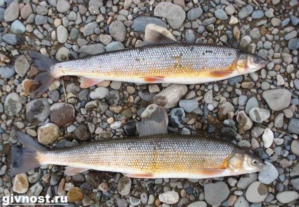 Рыбы-Красная книга-Россия-9