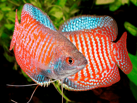 Самка и самец лялиусов