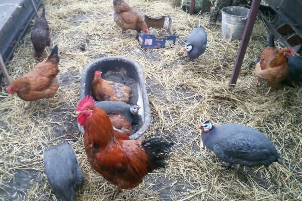 Содержание цесарок и цыплят вместе