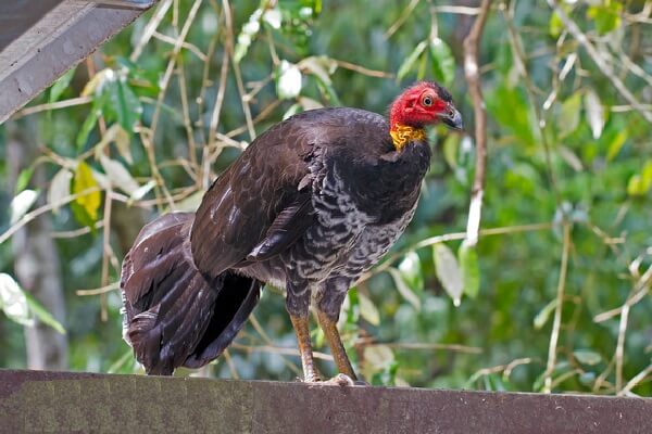 Австралийские Сорные куры Большеноги – беспечные мамочки! Австралийские Сорные куры Большеноги – беспечные мамочки!