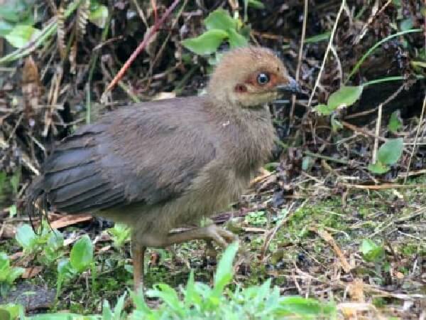 Цыпленок породы Большеноги сорные куры. Цыпленок породы Большеноги сорные куры.