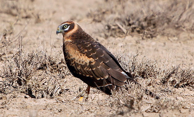 Степной лунь (Сirсus mасrоurus)