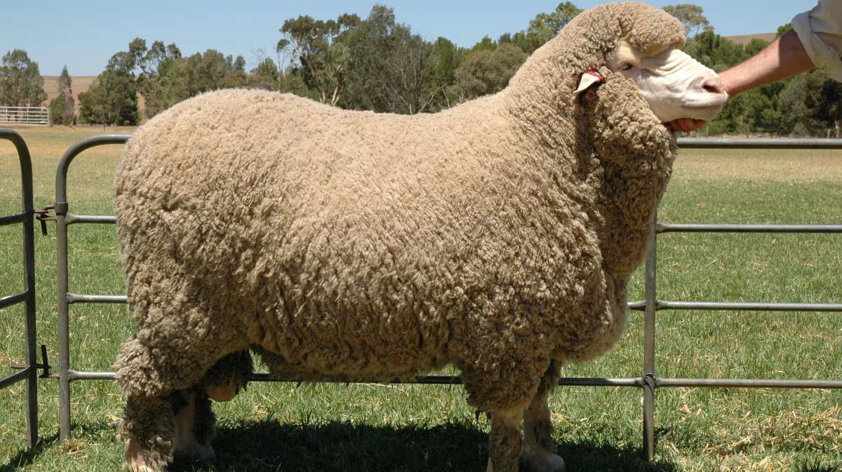 Советский меринос