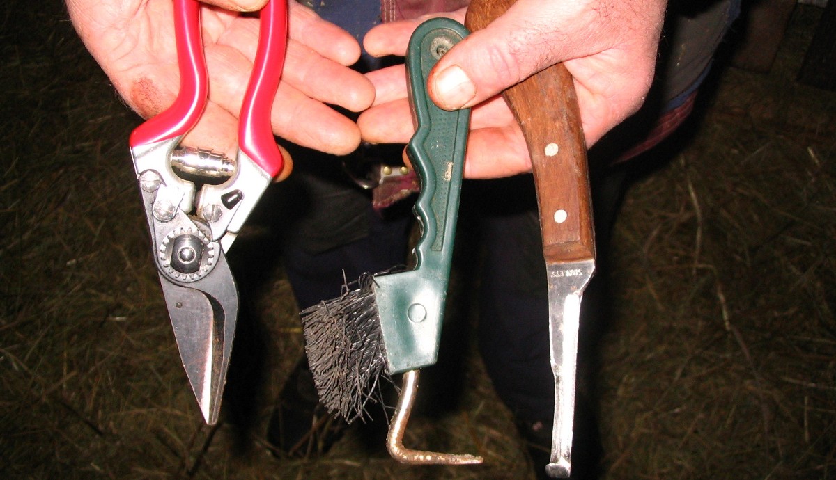 Советский меринос