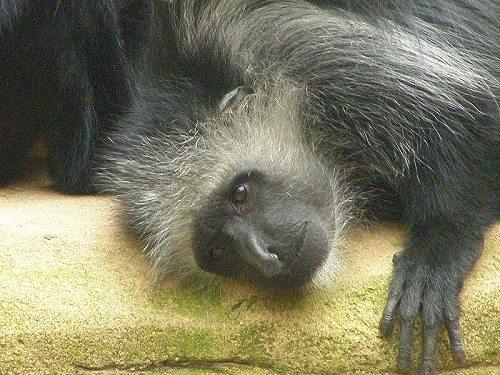 Влажные экваториальные леса - описание, географическое положение