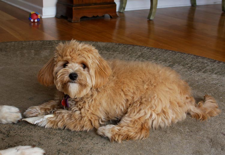 красная мальтипу