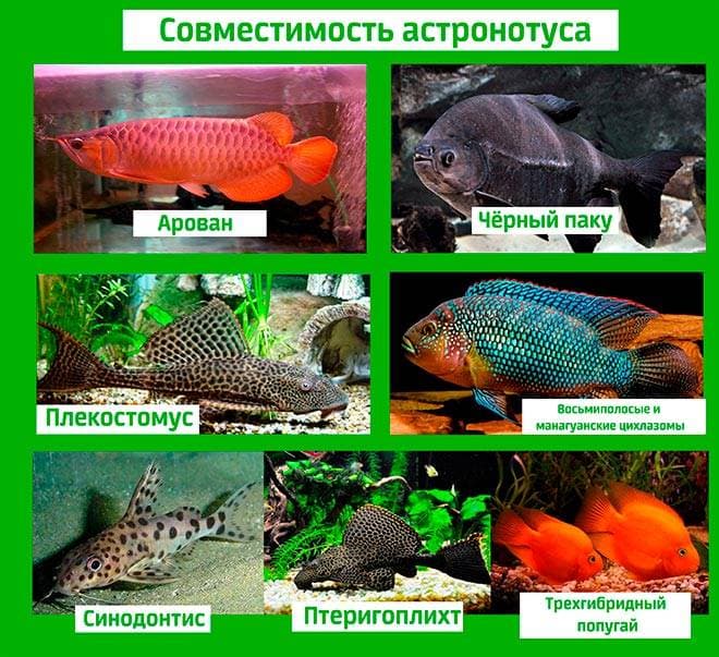 Астронотус и его совместимость с другими рыбами Астронотус и его совместимость с другими рыбами