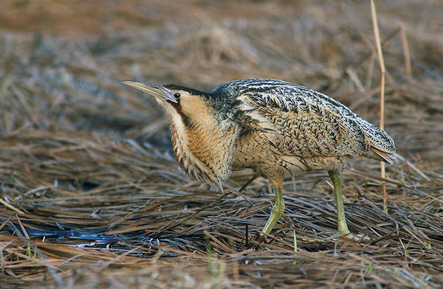 Большая выпь селится во многих странах в болотистой местности