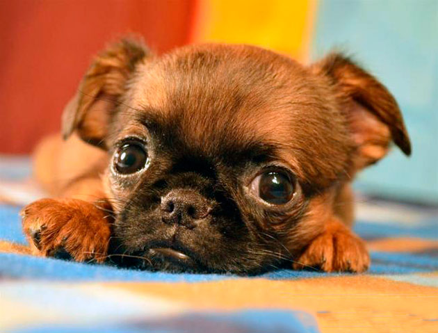 Самое уязвимое место для пти брабансона – глаза Самое уязвимое место для пти брабансона – глаза