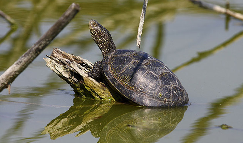 Болотная черепаха