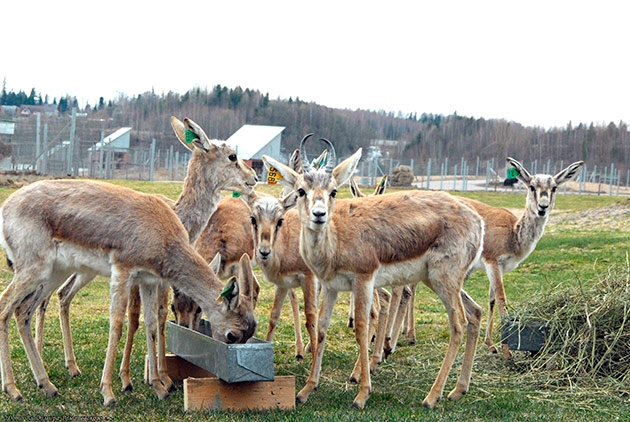 Диета зобной антилопы уж точно не капризна Диета зобной антилопы уж точно не капризна