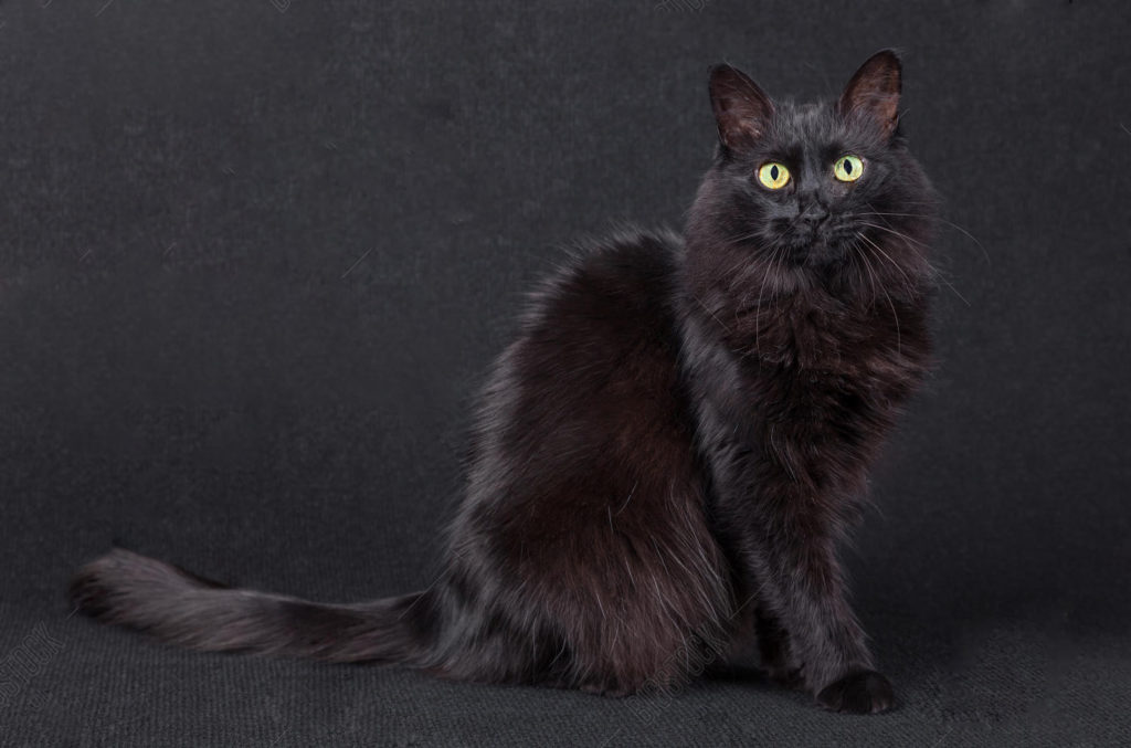 Турецкая ангора: информация и особенности