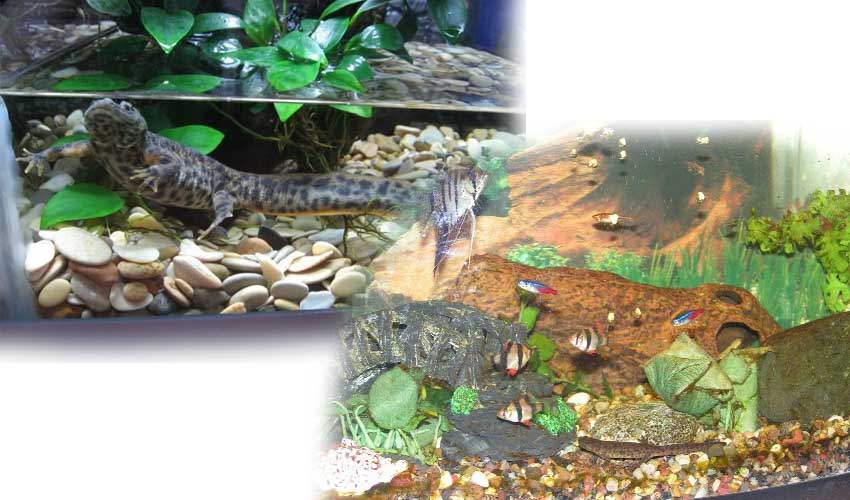 домашняя саламандра