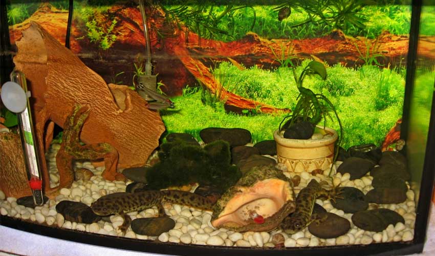 домашняя саламандра