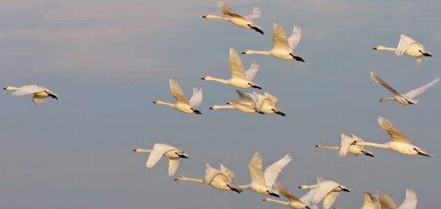 Кликуны в полете очень красивы