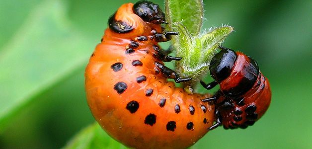 личинка жука