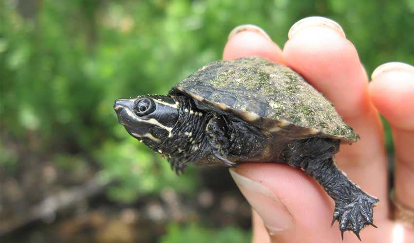 мускусная черепаха