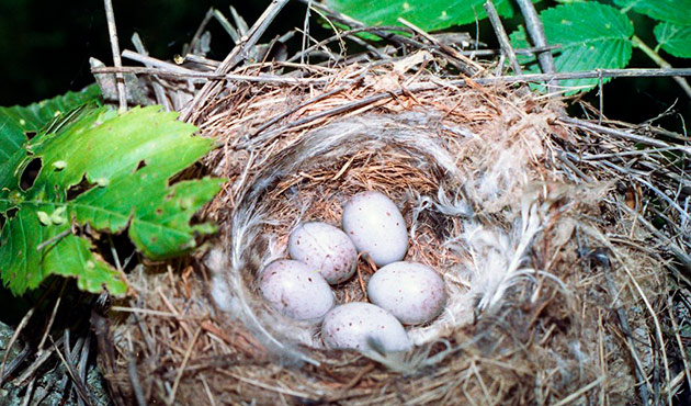 Сезон размножения обыкновенной зеленушки длится с середины весны до конца лета