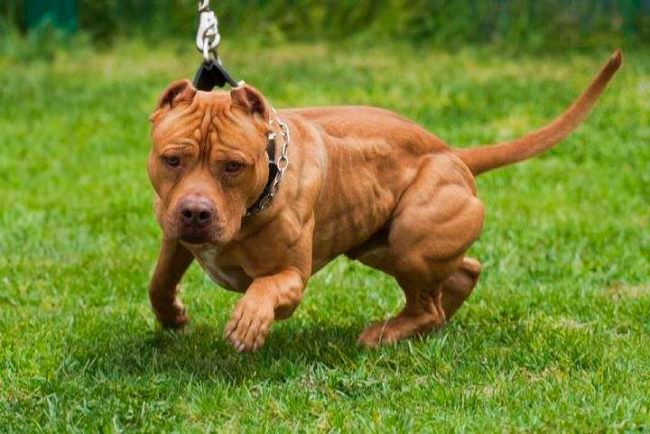 Американский питбультерьер фото