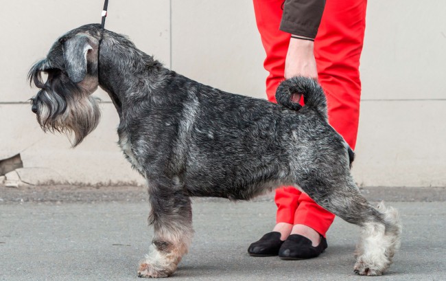 Миттельшнауцер фото